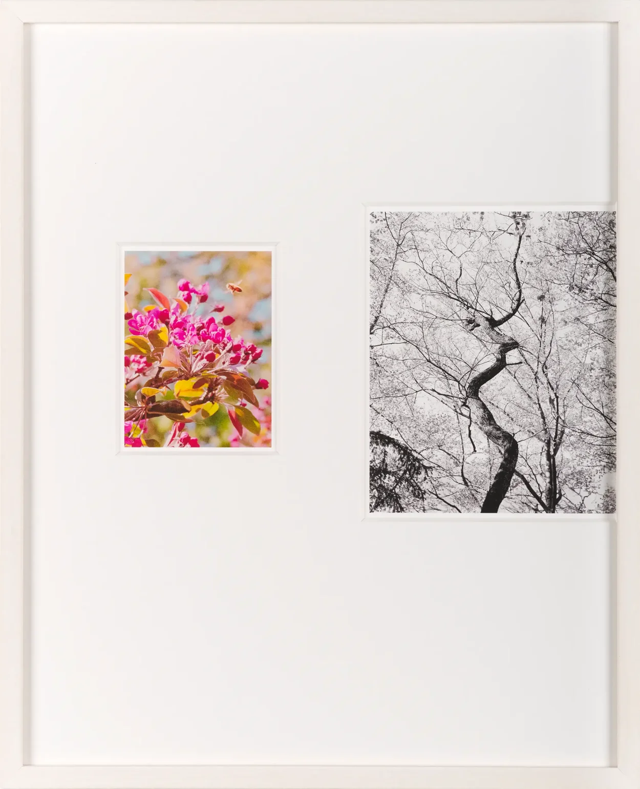 a bee and a few buzzing trees, 2021